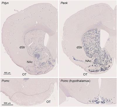 Cellular Profiles of Prodynorphin and Preproenkephalin mRNA-Expressing Neurons in the Anterior Olfactory Tubercle of Mice